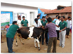 Titan CDF health team organized a veterinary camp on 4th March 2014 for benefit of Salivaram and Aurlalam villages near Anchetty. A total of 1105 animals – 700 cattle, 260 goats and 145 sheep were treated for infertility, de-worming etc with a major emphasis on preventive diagnosis and vaccination 